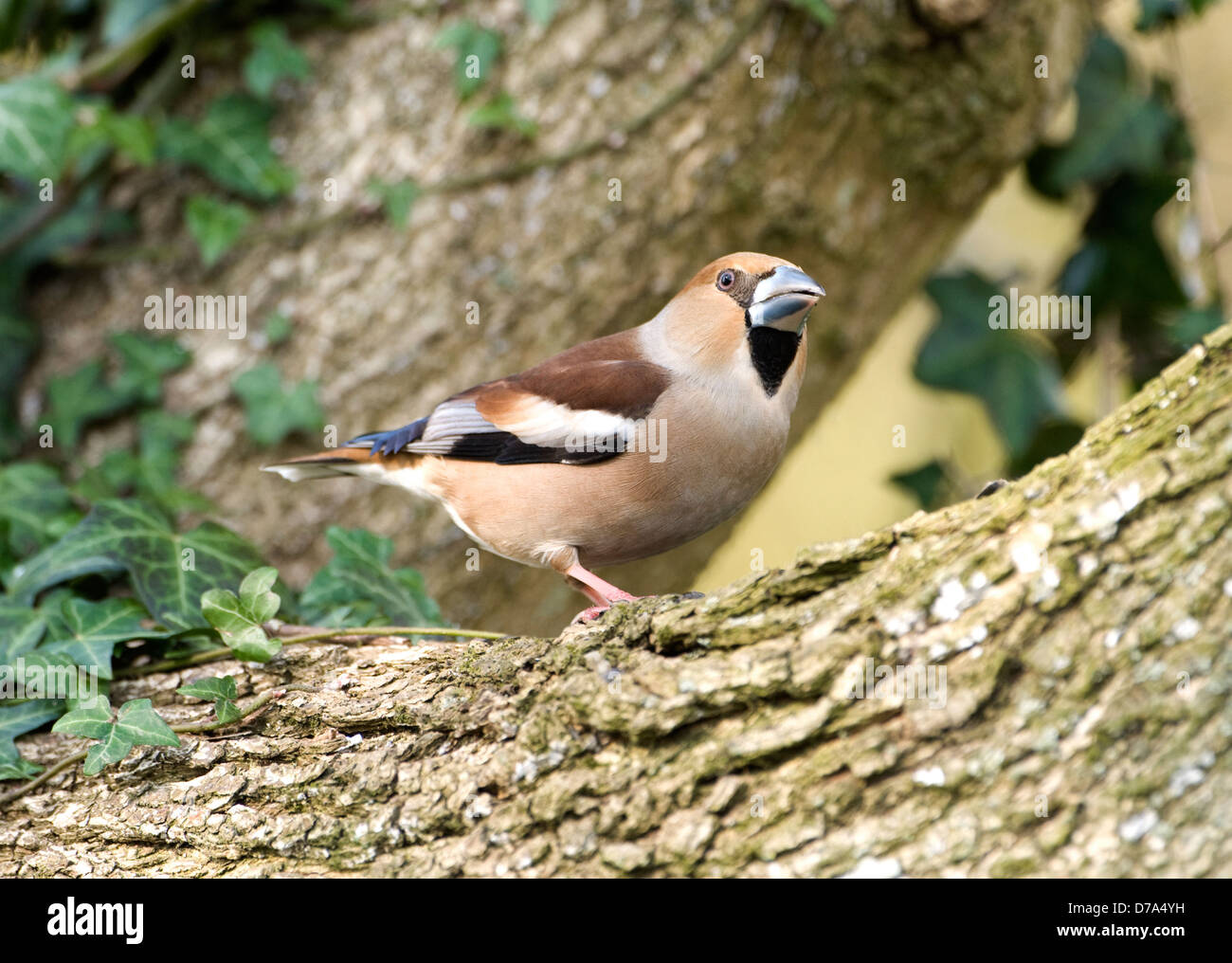 Hawfinch Coccothraustes coccothraustes Foto Stock