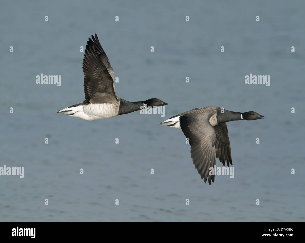 Brent Goose Branta bernicla Foto Stock