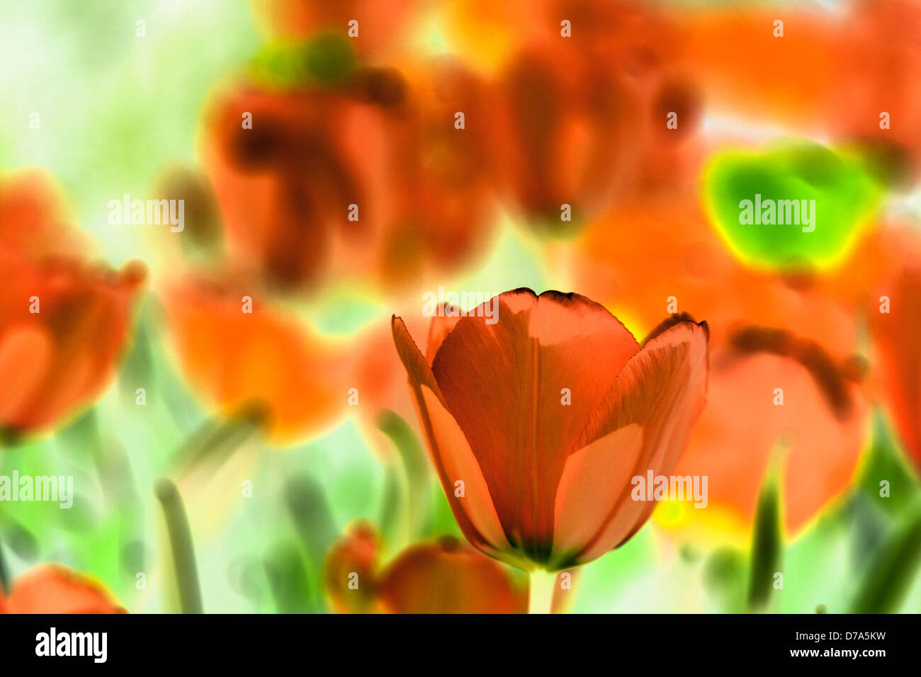 I tulipani (Tulipa hybr). Foto Stock