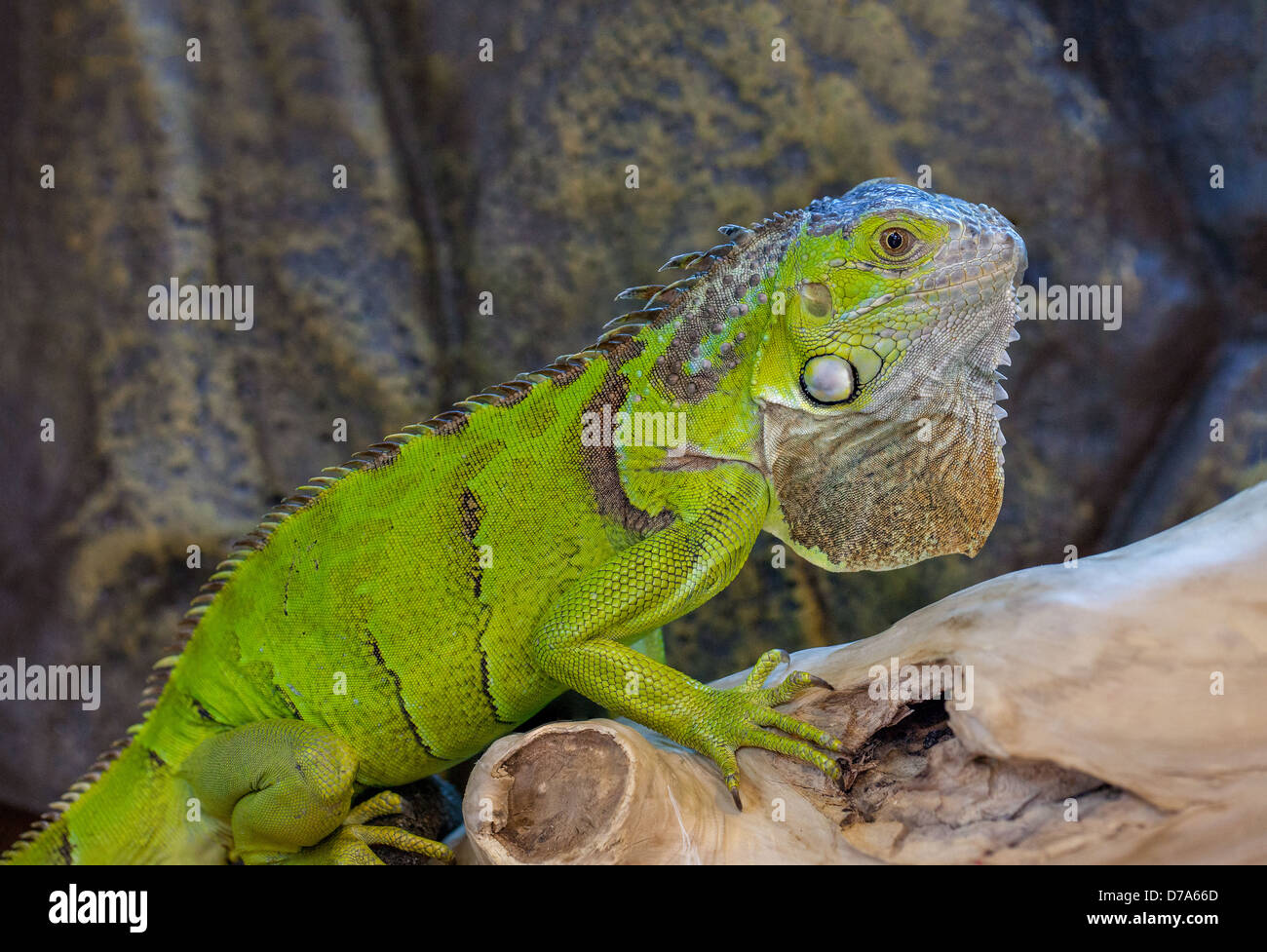 Iguana verde (iguana iguana) che riposa in un ambiente tropicale, mostra la sua colorazione verde vivida, la cresta dorsale spessa e le squame testurizzate dei rettili. Foto Stock