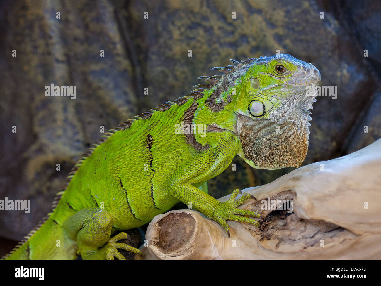 Iguana verde (iguana iguana) che riposa in un ambiente tropicale, mostra la sua colorazione verde vivida, la cresta dorsale spessa e le squame testurizzate dei rettili. Foto Stock