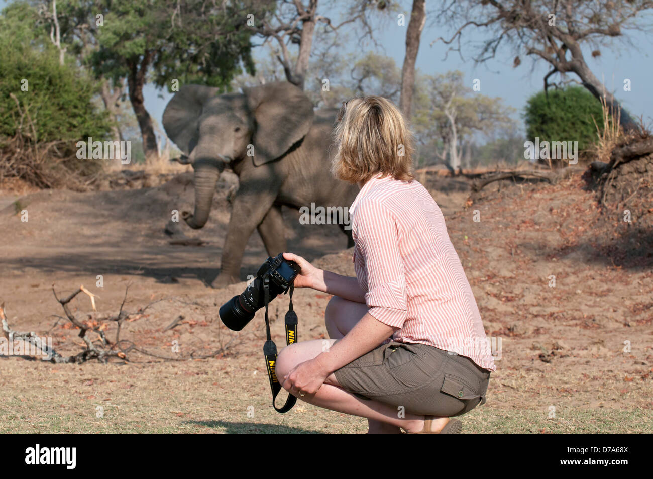 Donna guardando all adulto dell' elefante africano Loxodonta africana su safari a piedi sud Luangwa National Park in Zambia Foto Stock