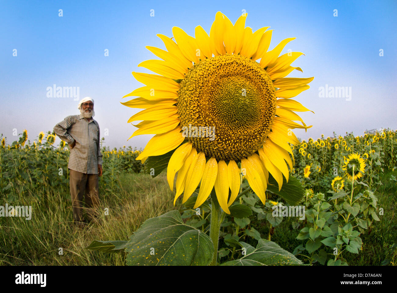 Girasole Helianthus annuus agricoltore nel campo coltivato di olio di semi di girasole produzione Madhya Pradesh India Foto Stock