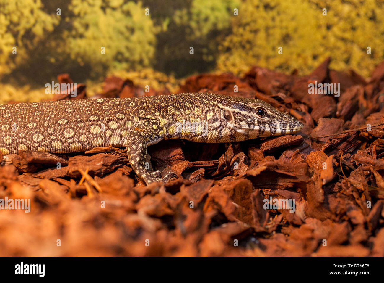 Monitor del Nilo - giovani esemplari Foto Stock