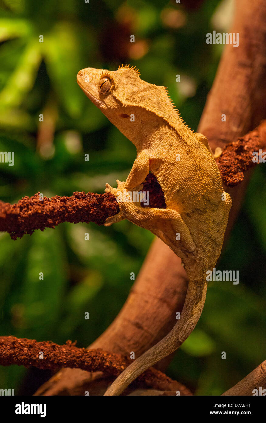 Crested Gecko, noto anche come Ciglio Gecko, Nuovo Caledonian Gecko Foto Stock