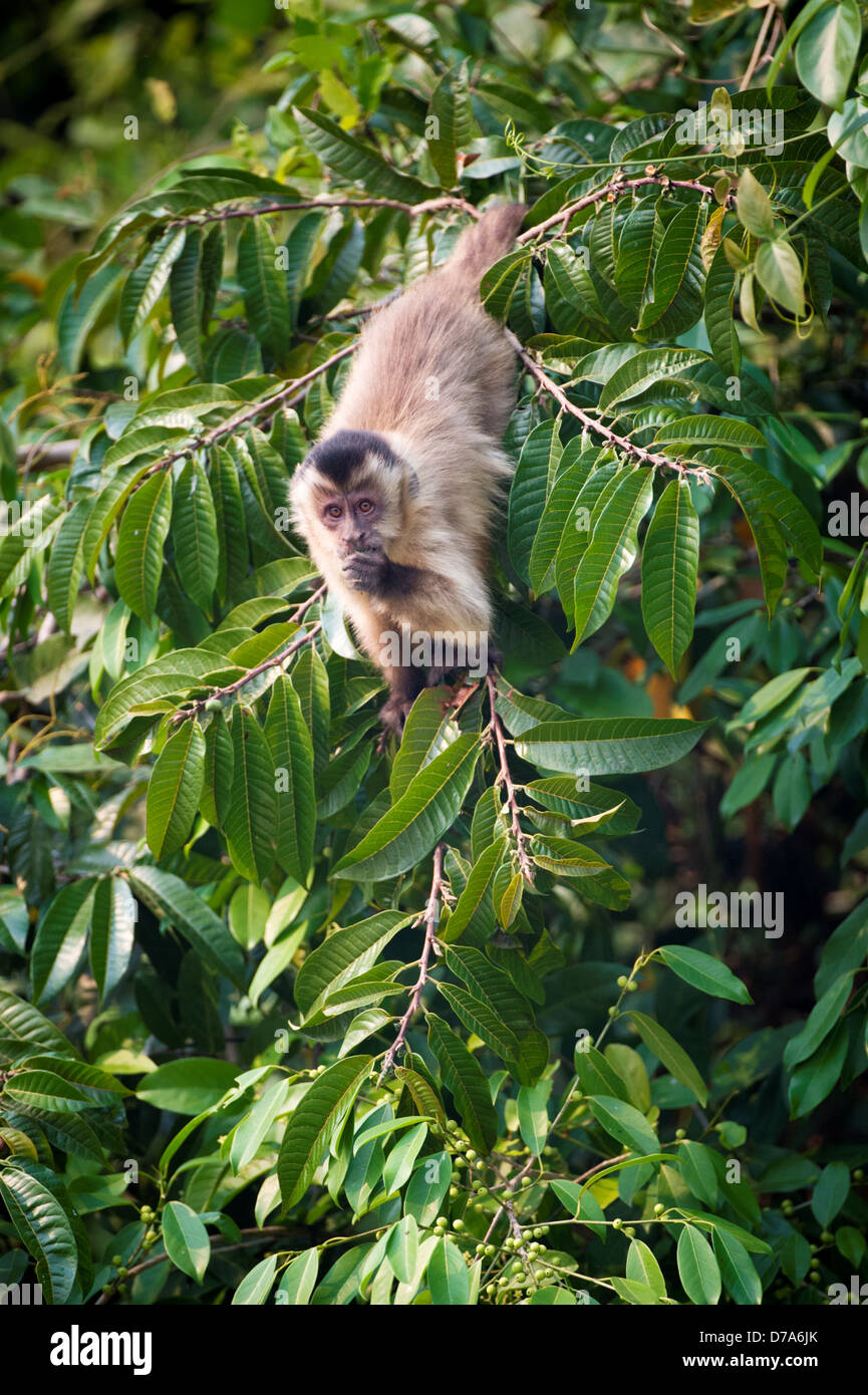 Rigato nero Cappuccino Tufted Cebus libidinosus nel bosco di latifoglie Pixiam Fiume Pantanal Wetlands Brasile Foto Stock