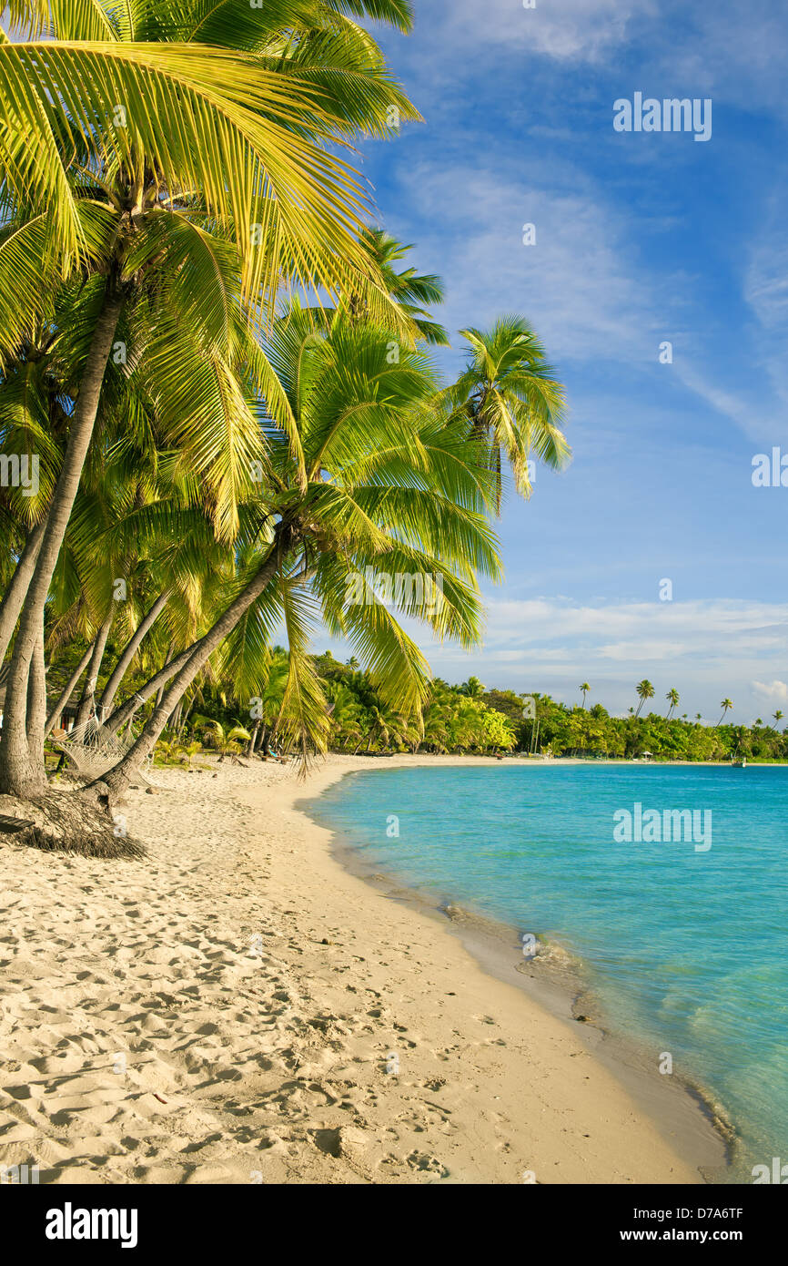 Palme sulla laguna tropicale a isole Fiji Foto Stock