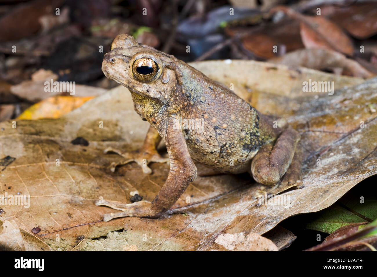 Il gigante asiatico toad Bufo asper in figliata di foglia di Danum Valley Sabah Stato Isola Borneo Malaysia Foto Stock