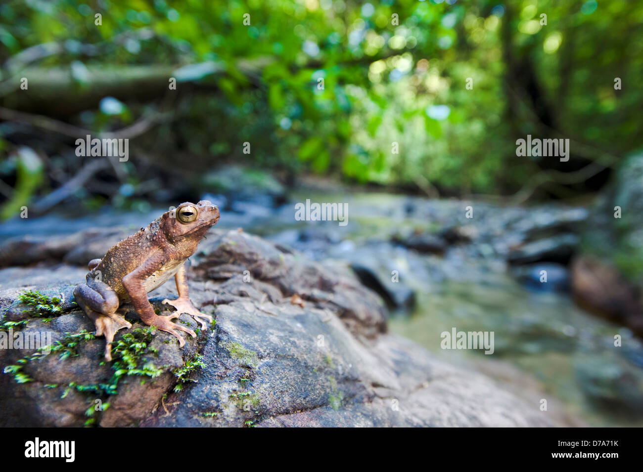 Borneo River toad Bufo asper sul lato del flusso di pietra di Danum Valley Sabah Stato Isola Borneo Malaysia Foto Stock
