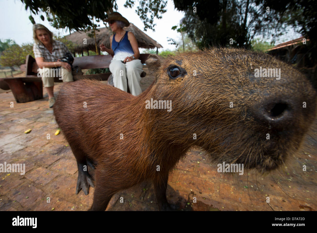 Tame wild Capibara Hydrochaeris hydrochaeris turisti in background a Araras Lodge Pantanal Wetlands Brasile Foto Stock