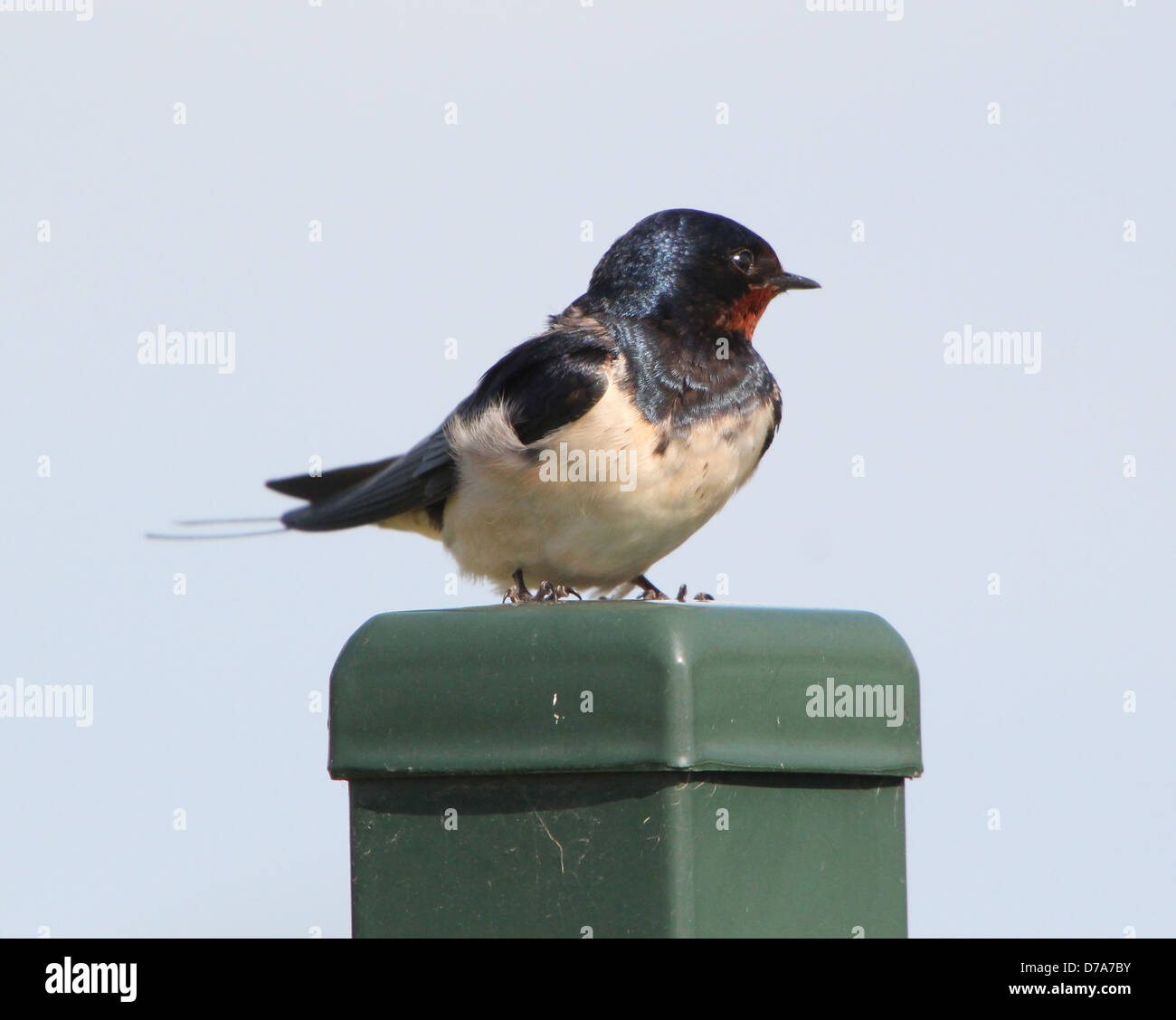 Dettagliate fino in prossimità di un fienile swallow (Hirundo rustica) in posa Foto Stock