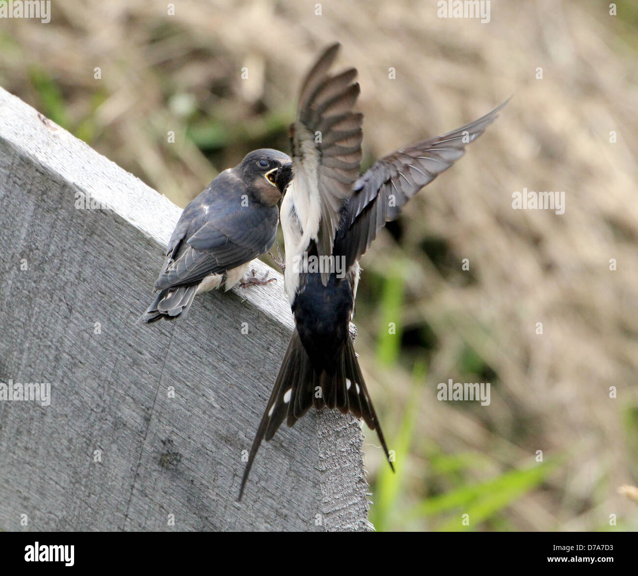 Dettagliate fino in prossimità di un bambino Barn swallow (Hirundo rustica) Elemosinare il cibo da un adulto swallow in volo Foto Stock