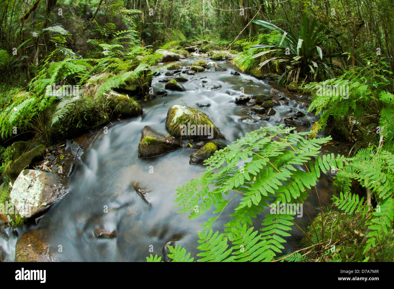 Banca di flusso laterale di vegetazione in montane Andasibe-Mantadia nella foresta pluviale del Parco nazionale del Madagascar Foto Stock