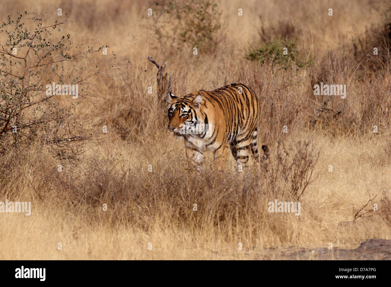 Un giovane tigre balade in erba di Ranthambhore Riserva della Tigre Foto Stock