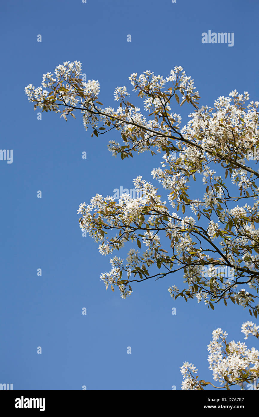 Fioritura Snowy Mespilus (Amelanchier lamarckii); blue sky in background Foto Stock