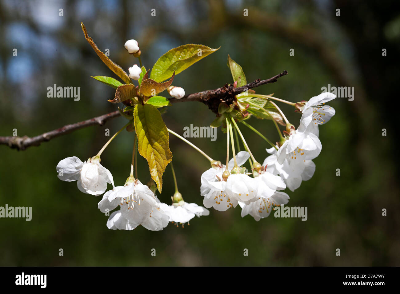 Fioritura ramoscello di un albero ciliegio (Prunus sp.) Foto Stock