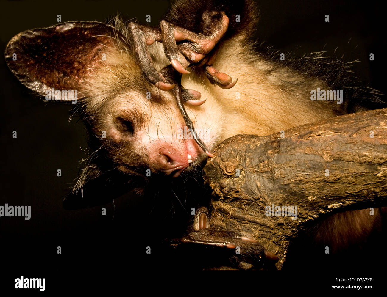 Aye-Aye Daubentonia madagascariensis estraendo le larve del coleottero legno endemiche del Madagascar Durrell Wildlife Conservation Trust Foto Stock