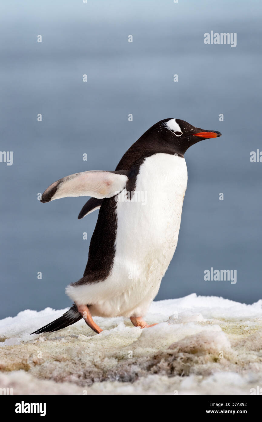 Gentoo penguin Pygoscelis papua in snow Petermann Island Penisola Antartica Antartide Foto Stock