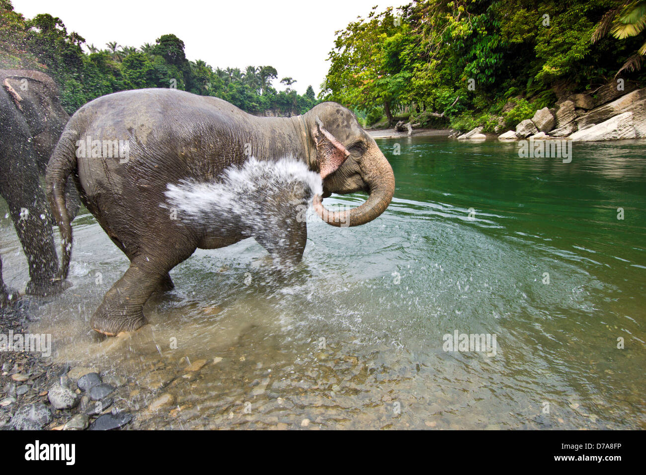 Elefanti di Sumatra Elephas maximus sumatranus balneazione nel fiume Gunung Leuser National Park di Sumatra, Indonesia Foto Stock