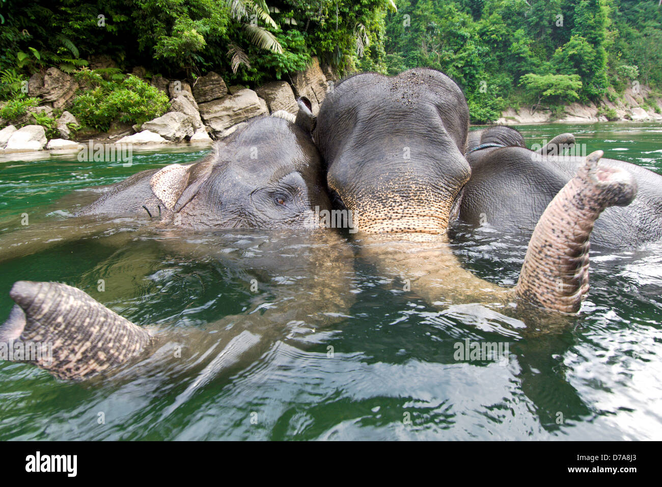 Elefanti di Sumatra Elephas maximus sumatranus balneazione nel fiume Gunung Leuser National Park di Sumatra, Indonesia Foto Stock