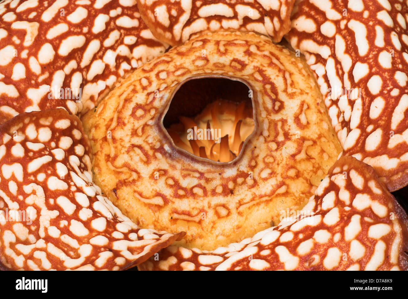 Close-up flower Rafflesia pricei Tambunan Crocker Range Stato di Sabah Isola Borneo Malaysia Foto Stock