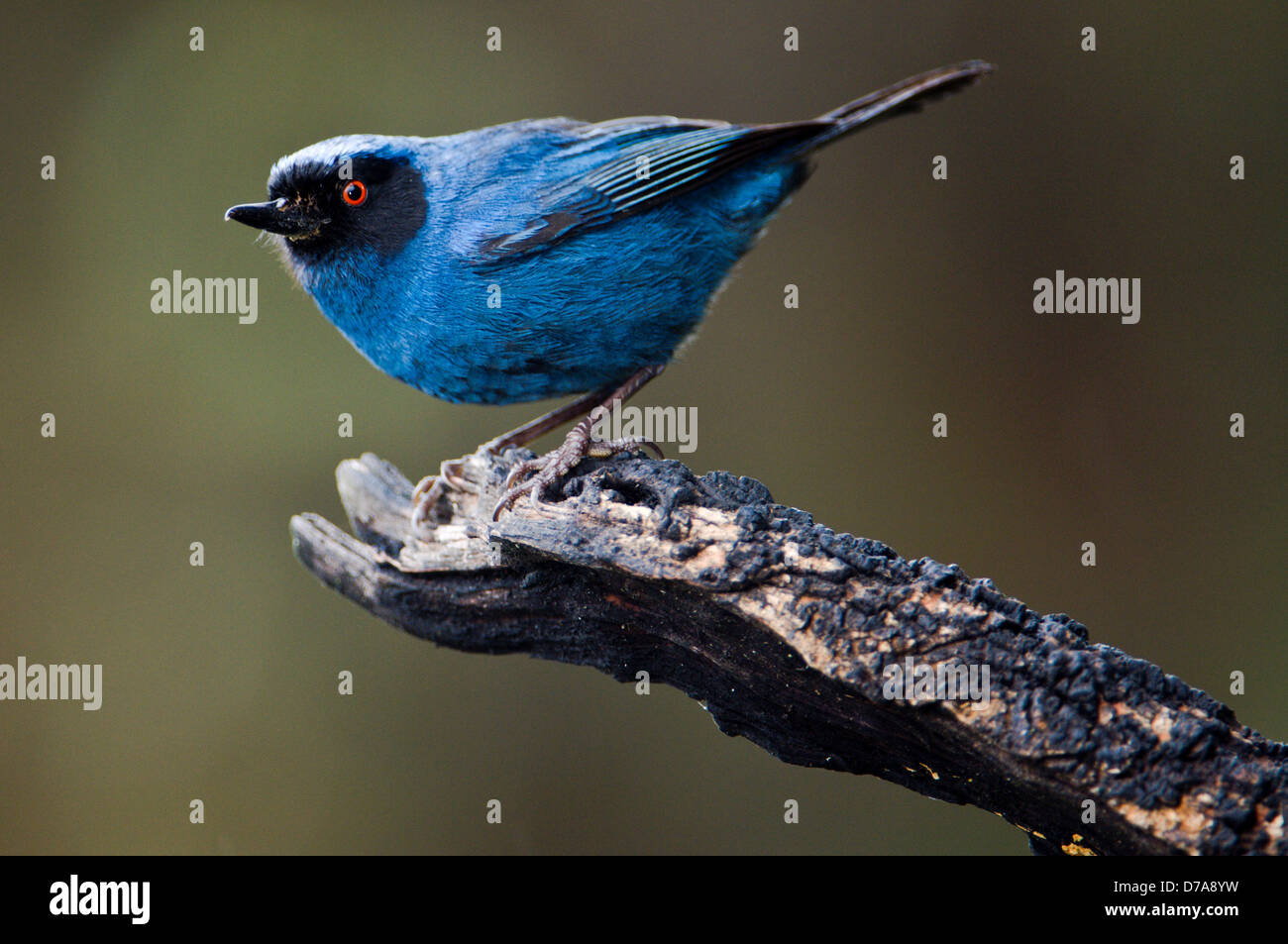 Masked Flowerpiercer Diglossopis cyanea appollaiate sul ramo Yanacocha foreste montane Ecuador Foto Stock