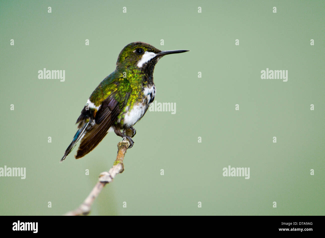 Verde Popelairia thorntail Conversii appollaiate su ramoscello Mindo Ecuador Foto Stock