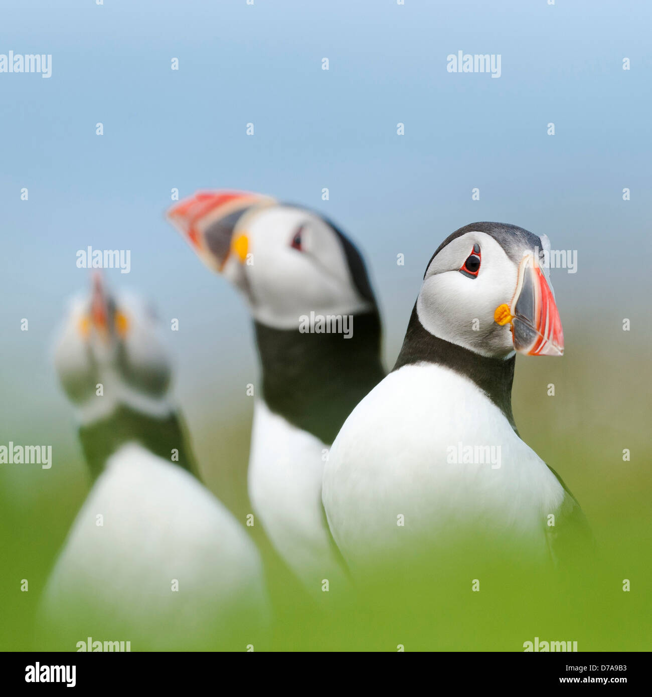 Atlantic i puffini Fratercula arctica raccogliendo attorno a burrows sulla rupe Lunga Treshnish Isles Mull Scozia Scotland Foto Stock