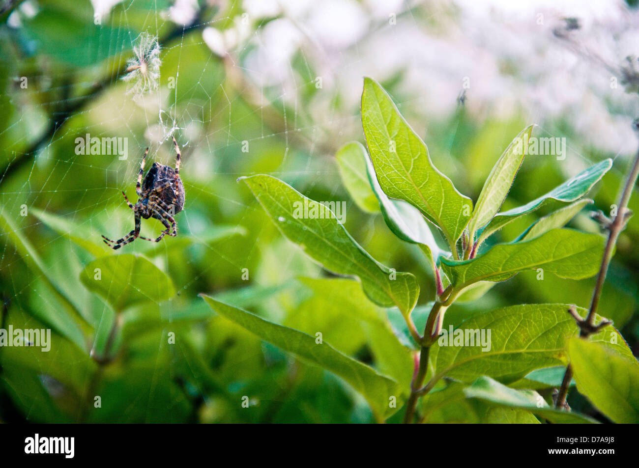 Un ragno pende da una web in un giardino inglese. Foto Stock