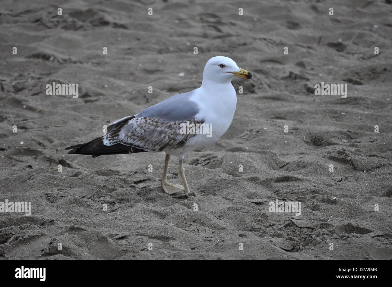 Seagull sulla spiaggia Foto Stock