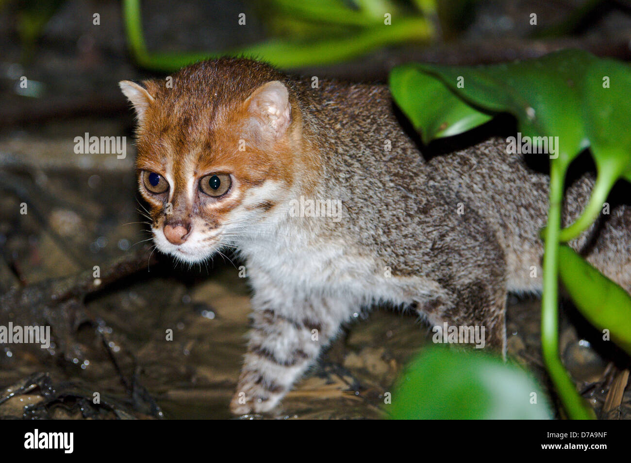 Flat-Headed cat Felis planiceps caccia rane in margini di fiume di notte fiume Menanggul Sabah Stato Isola Borneo Malaysia Foto Stock