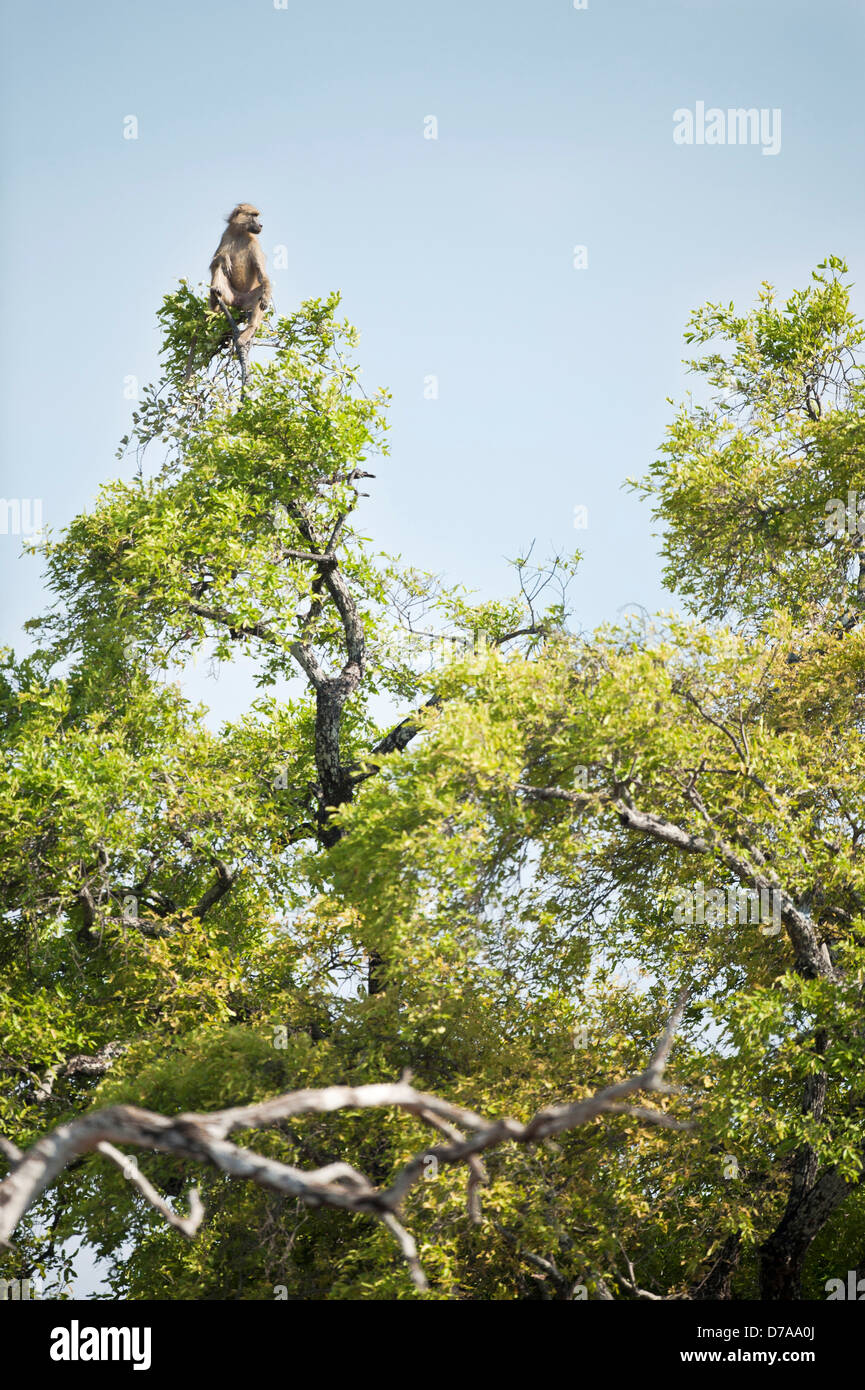 Giallo baboon Papio cynocephalus agendo come guardare fuori troop tree top banche fiume Luangwa South Luangwa National Park in Zambia Foto Stock