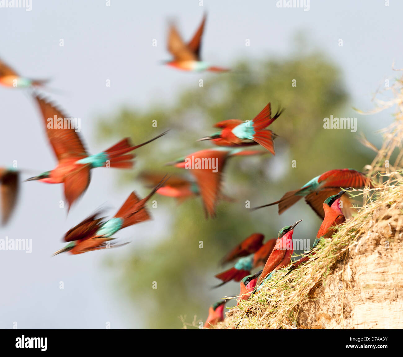 Gregge Southern Carmine Bee-Eaters Merops nubicoides banche fiume Luangwa South Luangwa National Park in Zambia Foto Stock