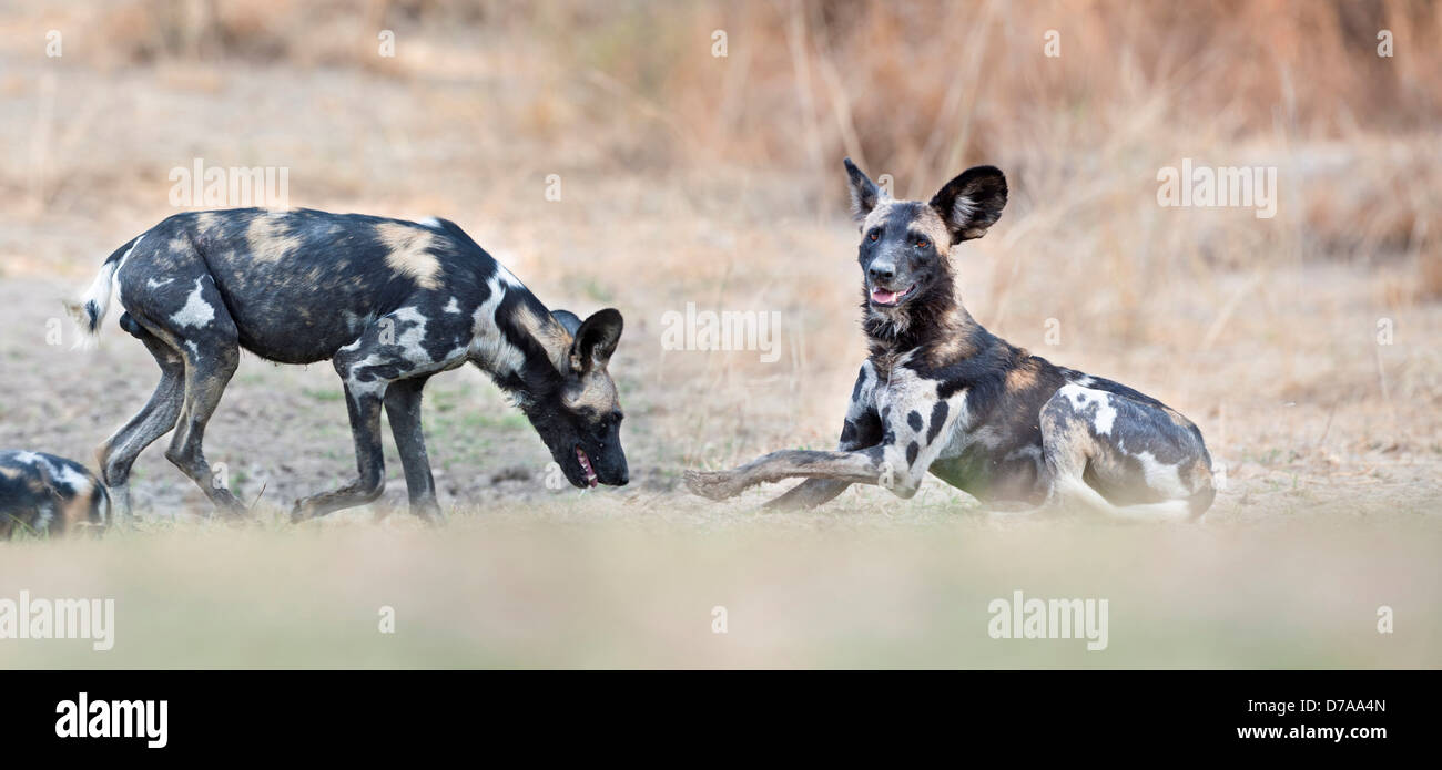 Adulto African Wild Dog Lycaon pictus in appoggio sulle banche del fiume Luangwa South Luangwa National Park in Zambia Foto Stock