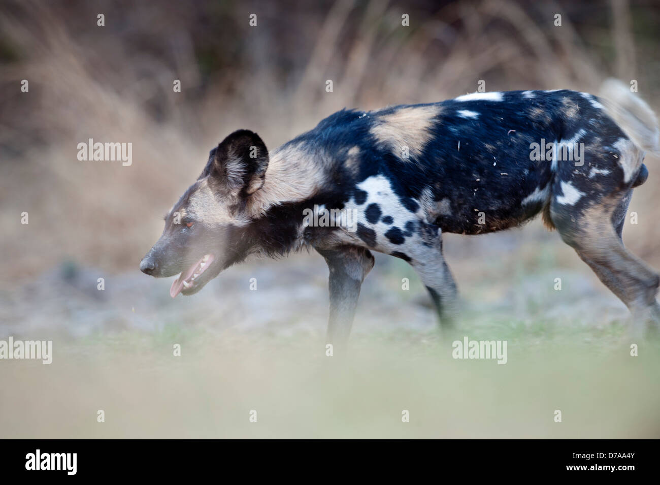 Adulto African Wild Dog Lycaon pictus sulle banche del fiume Luangwa South Luangwa National Park in Zambia Foto Stock