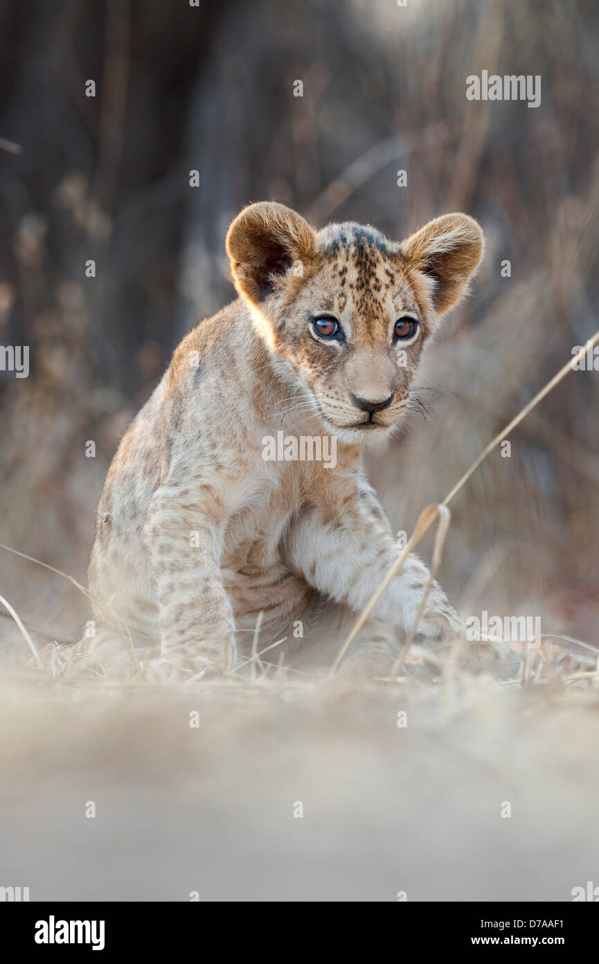 African Lion cub Panthera leo a circa 3 mesi di età nei pressi del fiume Luangwa South Luangwa National Park in Zambia Foto Stock