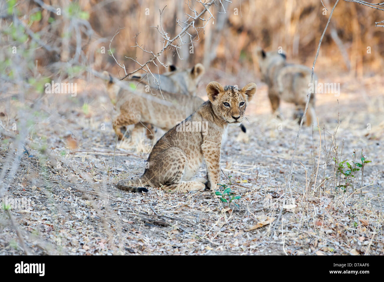 African Lion cubs Panthera leo a circa 3 mesi di età nei pressi del fiume Luangwa South Luangwa National Park in Zambia Foto Stock