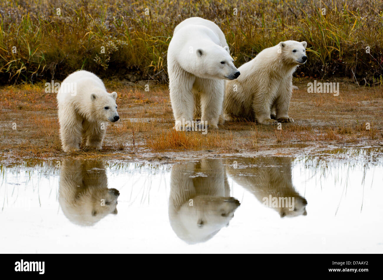 Femmina adulta di orso polare Ursus maritimus 7-8 mese vecchi cubs sulle rive della Baia di Hudson in Canada Foto Stock