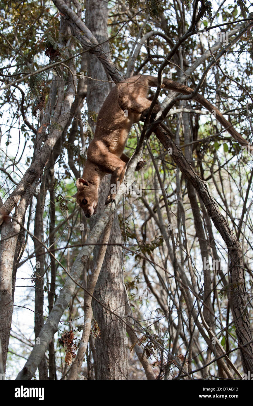 Femmina adulta fossa Crytoprocta ferox si sta spostando verso il basso tree Kirindy Mitea Parco nazionale del Madagascar Foto Stock