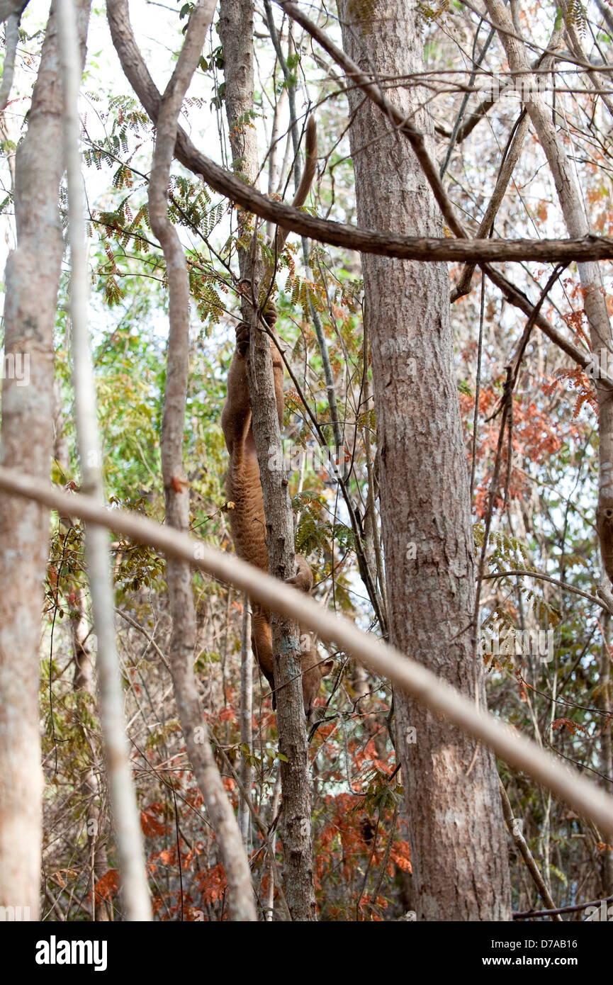 Femmina adulta fossa Crytoprocta ferox si sta spostando verso il basso tree Kirindy Mitea Parco nazionale del Madagascar Foto Stock