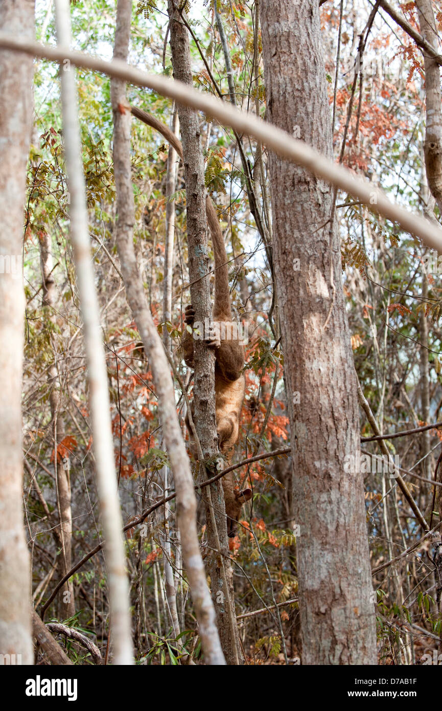 Femmina adulta fossa Crytoprocta ferox si sta spostando verso il basso tree Kirindy Mitea Parco nazionale del Madagascar Foto Stock