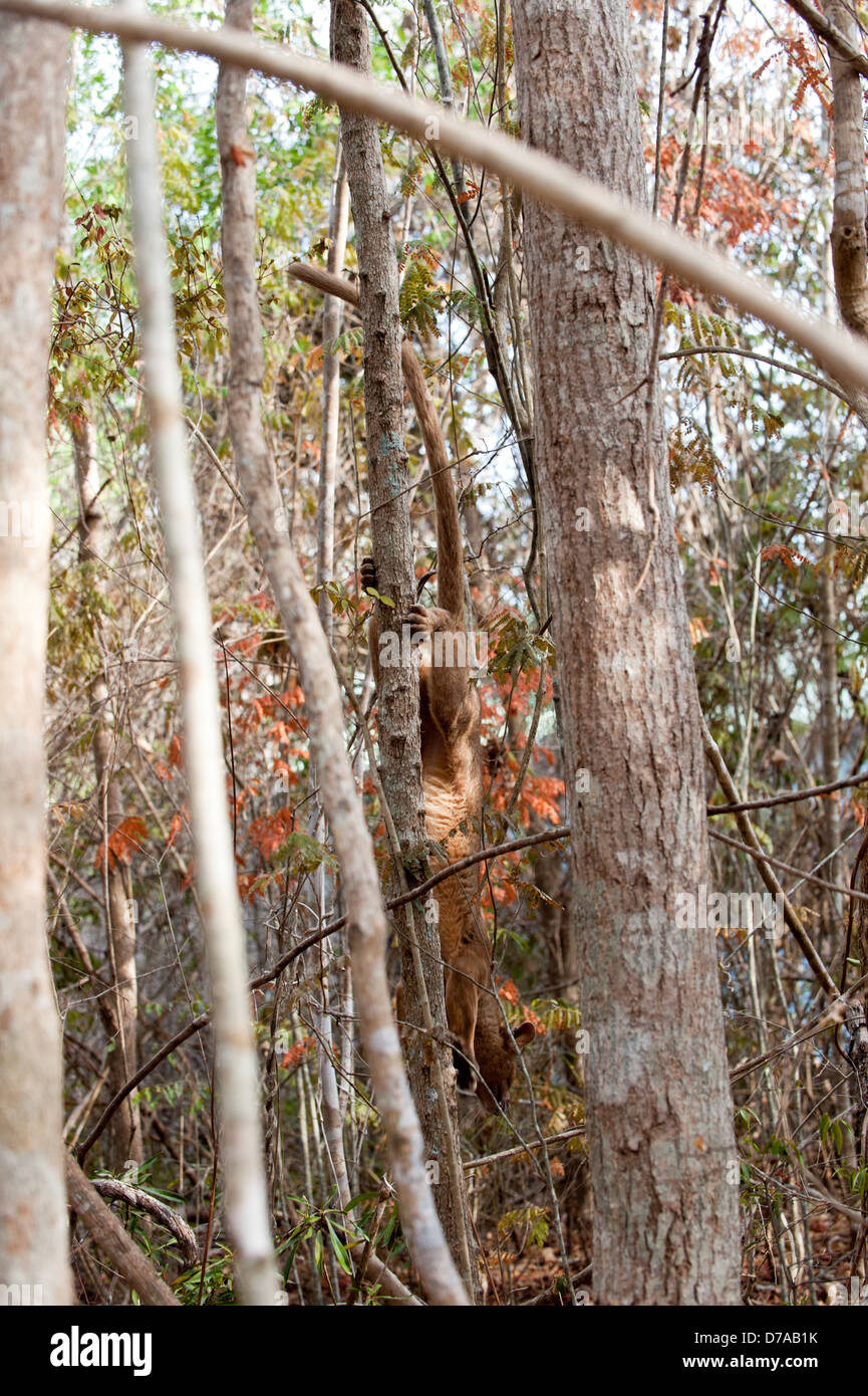 Femmina adulta fossa Crytoprocta ferox si sta spostando verso il basso tree Kirindy Mitea Parco nazionale del Madagascar Foto Stock