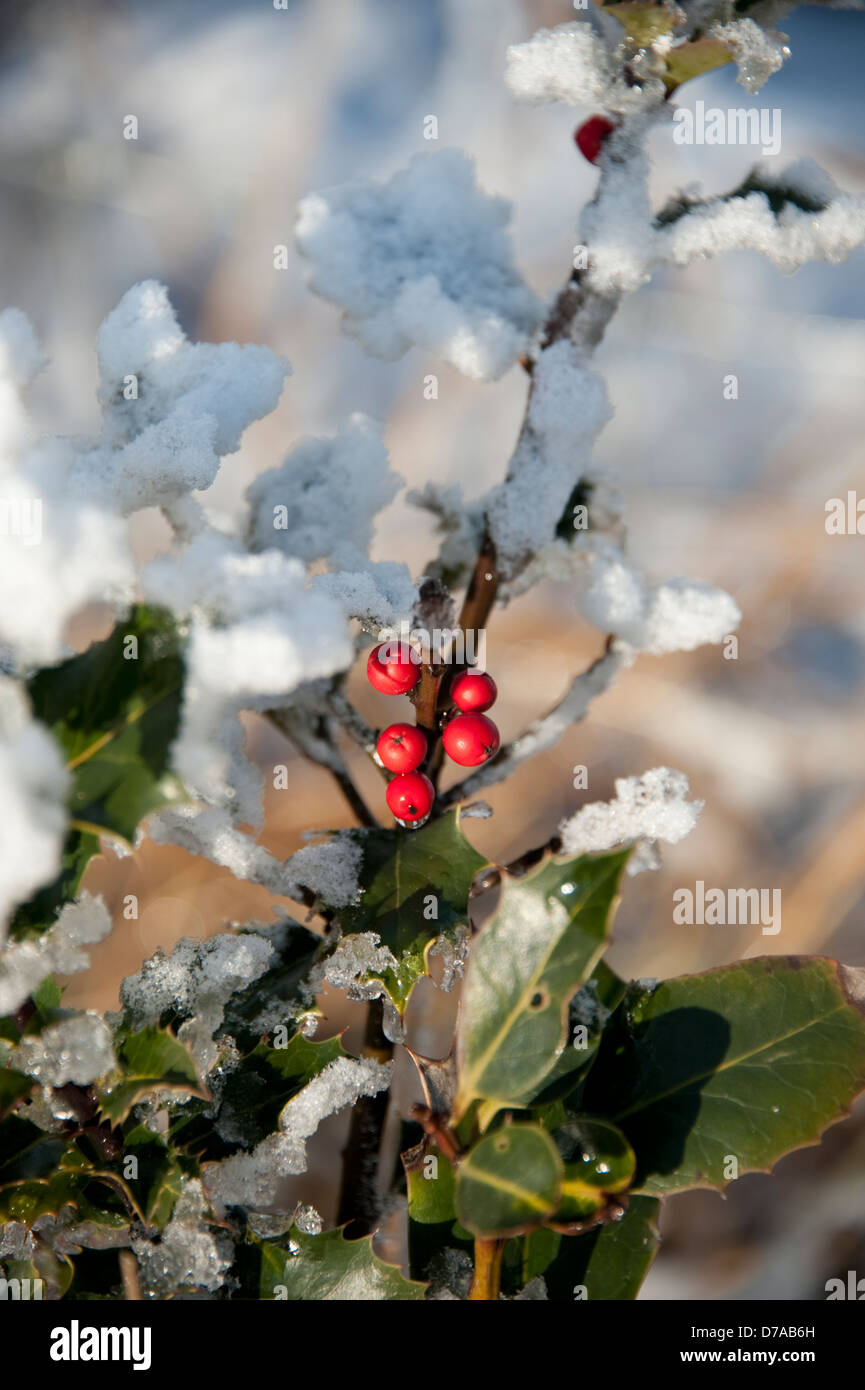 Bacche rosse sulla neve ghiaccio coperto holly natale Foto Stock