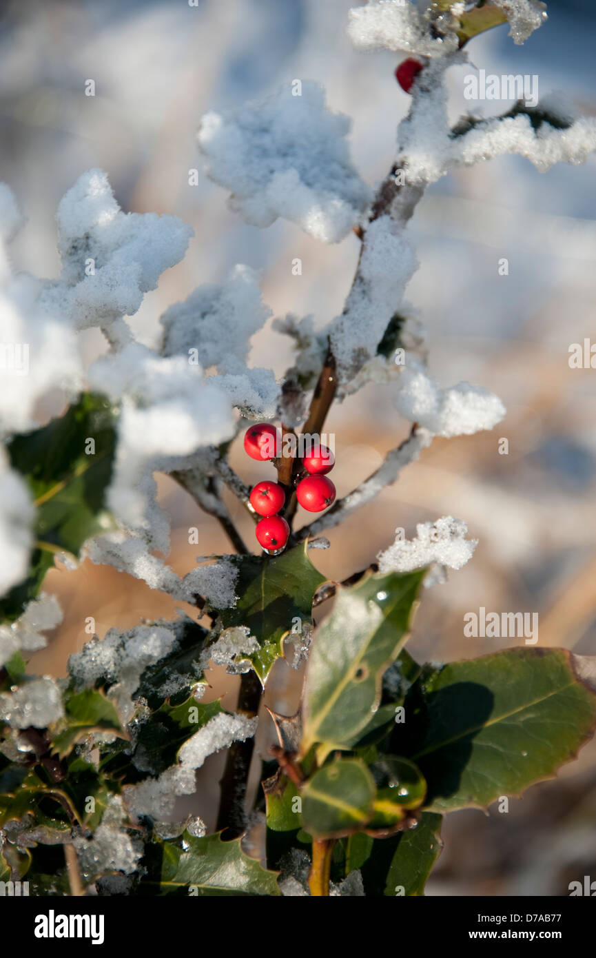 Bacche rosse sulla neve ghiaccio coperto holly natale Foto Stock