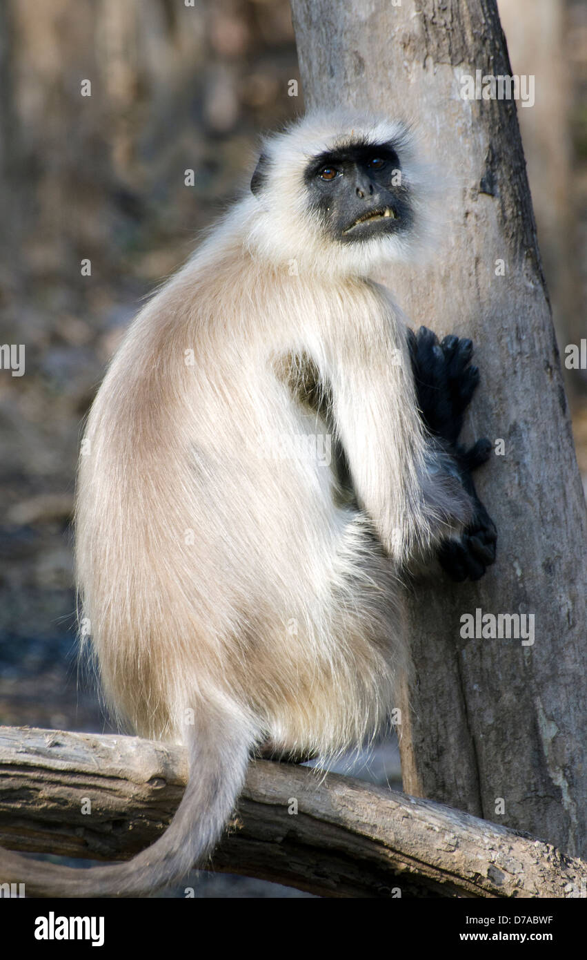 Hanuman maschio langur monkey seduta guardando sopra la spalla destra con le mani su un tronco di albero Foto Stock