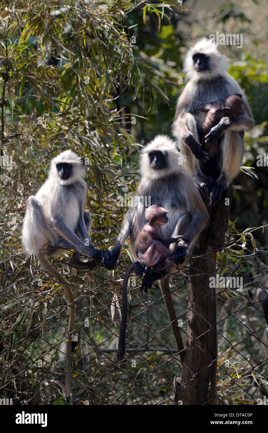 Hanuman tre scimmie langur seduto sulla recinzione di confine con i giovani Foto Stock