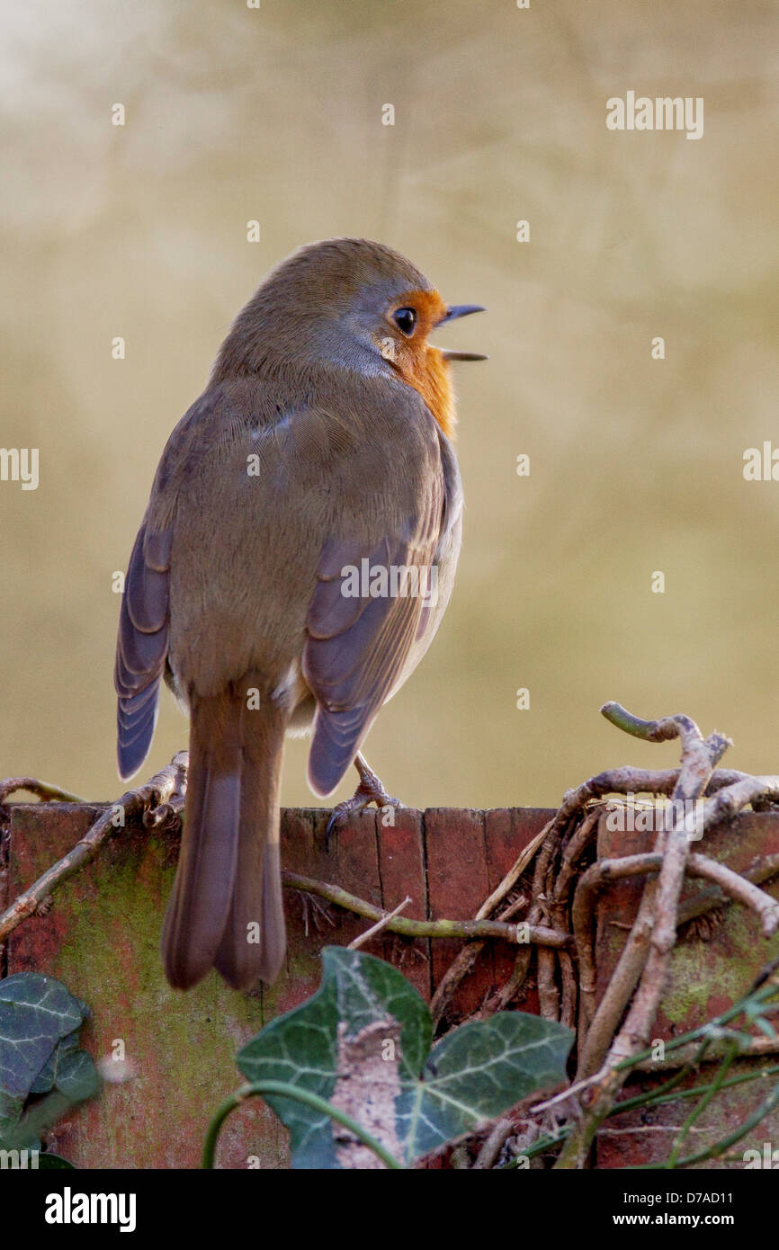 Regno Unito Inghilterra Robin Eritharcus europea rubercula cantando Foto Stock Regno Unito Inghilterra Robin Eritharcus europea rubercula cantando Foto Stock