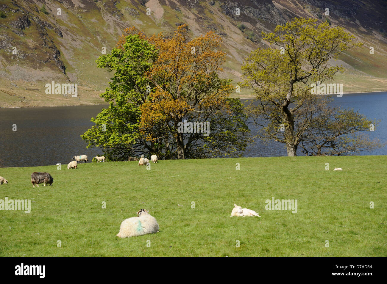 Vista da Rannerdale attraverso Crummock acqua in primavera tempo con le pecore, alberi e Loweswater cadde sul litorale distante Foto Stock