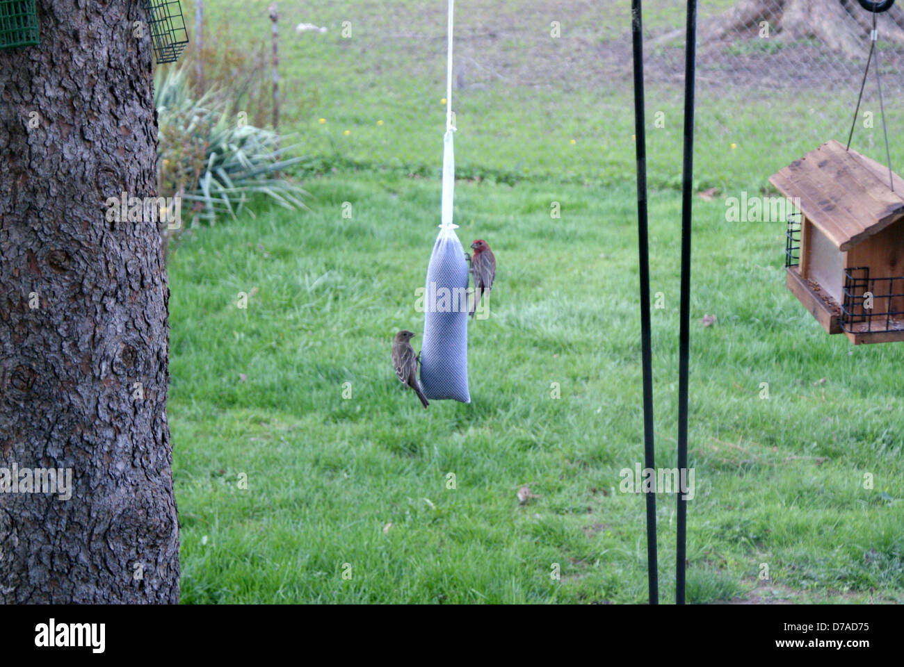 Due fringuelli alimentazione su un finch il calzino alimentatore Foto Stock