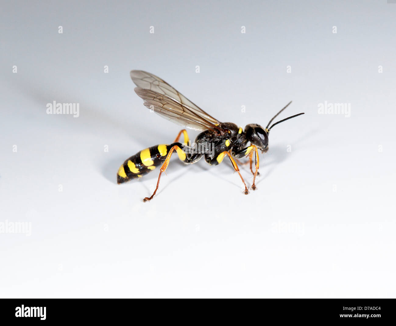 Studio shot campo Digger Wasp Foto Stock